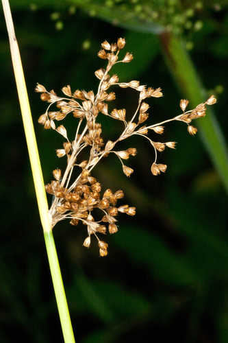 Juncus effusus #14